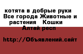 котята в добрые руки - Все города Животные и растения » Кошки   . Алтай респ.